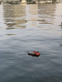 I saw a Croc in the Nile River today