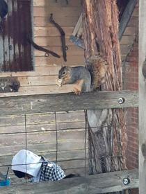 I saw a kid throw a french fry to a squirrel and it caught it and ate it