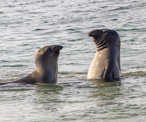 I saw awkward seal in real life last weekend