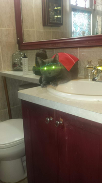 I saw this cool reflection in my cats eyes its from a shiny green shower curtain Hes chill so I dressed him up and took a photo
