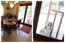 I saw this dog on a house listing on Zillow and it made me laugh