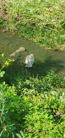 I saw this guy on my bike ride today