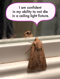 I saw this moth on another sub and have been giving it captions Some inspirational even