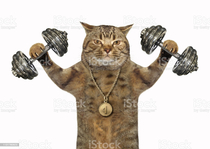 I searched dumbbell cat on google and was not disappointed