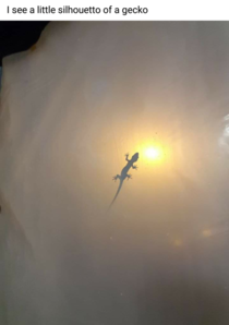 I see a little silhouletto of a gecko