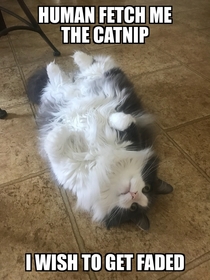 I shall do your bidding
