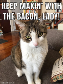 I shared a small piece of bacon with my cat Current situation