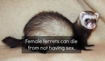 I should have been born as a ferret