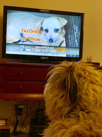I sometimes make my dog watch those Sarah McLachlan Abused animals ads on tv so he knows how good his life is
