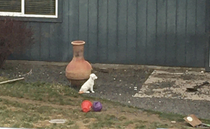 I stared out the window for  minutes thinking the neighbors got a new puppy Its ceramic