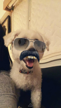 I started experimenting Snapchat filters with my dog do not regret