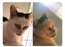 I swear this cat looks like Pete Davidson from SNL