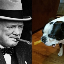I swear to God my sisters dog is the reincarnation of Winston Churchill