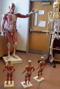 I teach anatomy Walked into the lab today and saw this