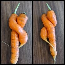 I think I found out where baby carrots come from