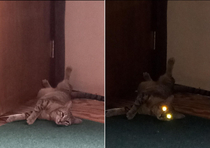 I think I took a picture of my cats inner demon Halp