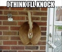 I think Ill knock