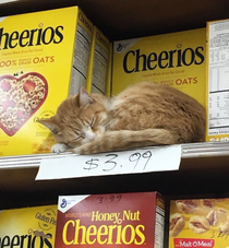 I think its a new flavor Cheerios cat meal I think