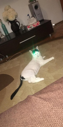 I think my cat entered God mode