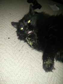 I think my cat has a drug problem