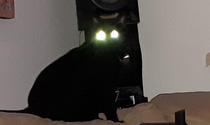 I think my cat has a flashlight up her butt lol