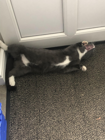 I think my cat is broken any advice