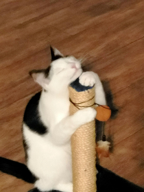 I think my cat likes his new thrift store scratching post