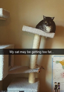 I think my cat may be getting too fat