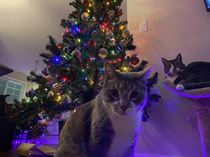 I think my cats are about to drop the next best Xmas track