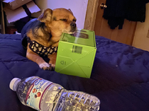 I think my dog has a drinking problem