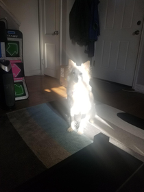 I think my dog has a side quest for me