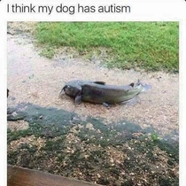 I think my dog has autism 