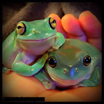 I think my frogs have learned that my phone means picture time so now they pose