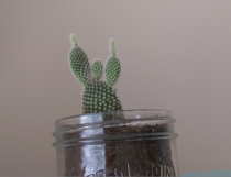 I think my girlfriends cactus is going through a rebellious phase