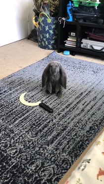 I think my new bunny is plotting his revenge
