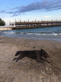 I think my pup enjoyed her first trip to the beach