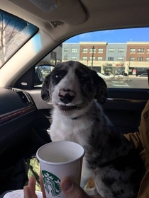 I think our dog liked his puppaccino