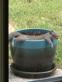 I think the squirrels are getting too comfortable