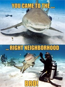 I think this is a fit for Shark Week