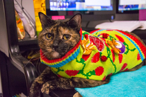 I think Zoey hates her Christmas sweater