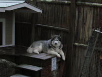 I thought a dog house with a snow roof was a great idea