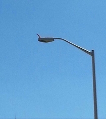 I threw a dildo at a light pole and it landed perfecting on top