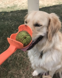 I threw a tennis ball he brought back a crab apple Close enough I guess