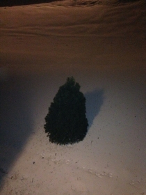 I threw my tree out of my apt window- the guy downstairs may be confused when he looks out his window in the morning