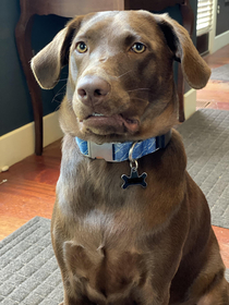 I told her she couldnt have her squeeky toy while I was on the phone