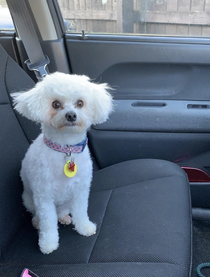 I told her we were going to the beach This was her reaction when we arrived at the vet I took her to the beach after