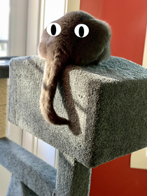 I told my husband the cats butt and tail looks like an elephant head He added eyes for effect