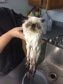 I too have a serene cat with a dry head and wet body