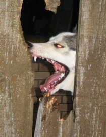 I took a photo of our neighbours husky eating through our garden fence and it looks like scene from The Shining