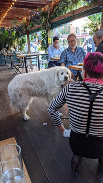 I took a picture of a dog looking at a mime and